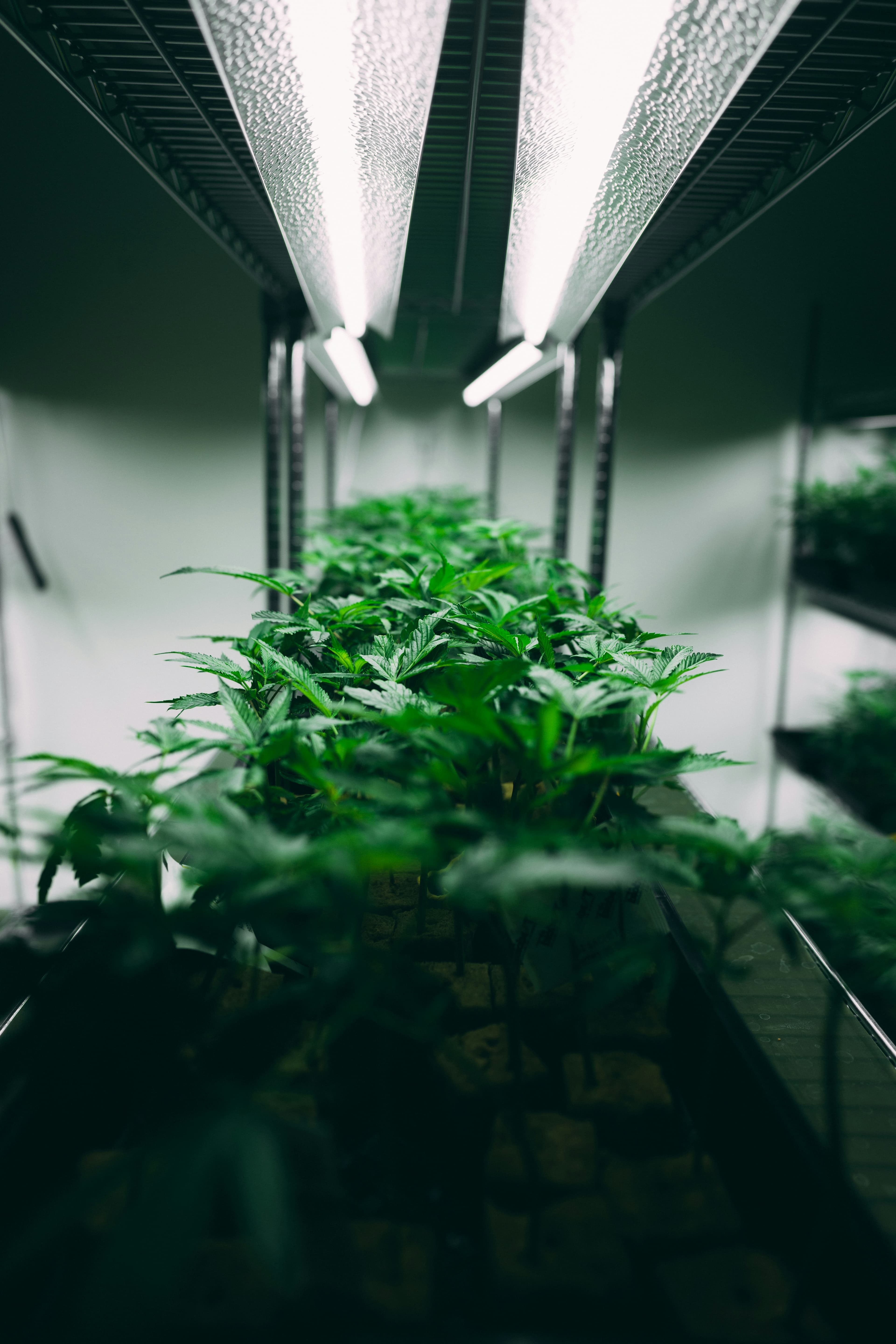 Medical Cannabis Slide 2